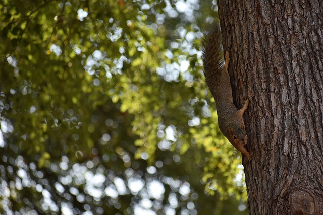 中国U17女足迎来洋帅范埃赫蒙德 4月争夺世青赛资格.